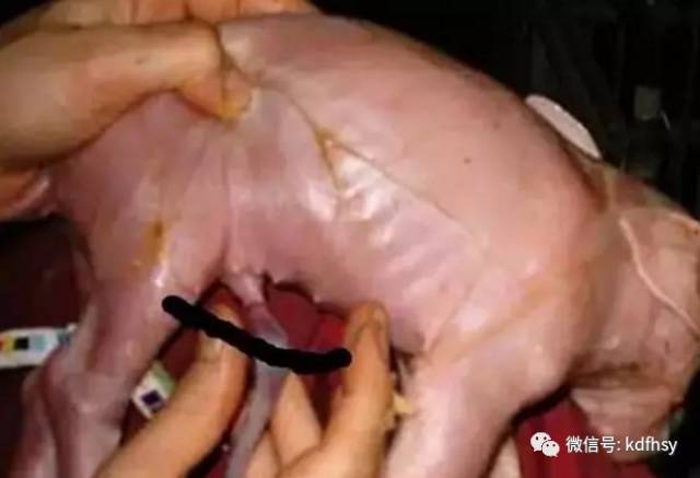 仔猪断脐时你避开了这四大禁忌了吗？