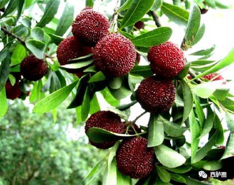 沙藏剖面 种子与沙子的亲密接触