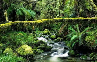 热带雨林中的桃花心木