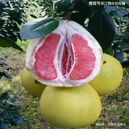 六、 世纪寒潮，柚子树全军覆没