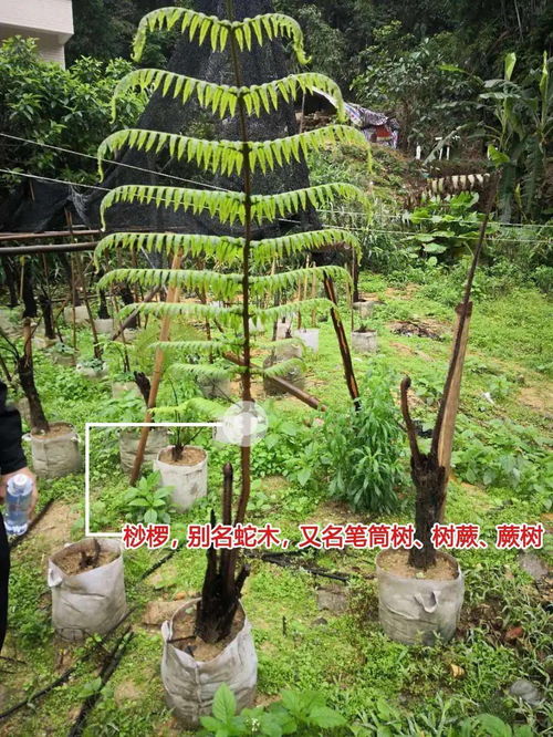 国家一级重点保护植物桫椤树图片中，这种古老的植物是如何生存至今的？