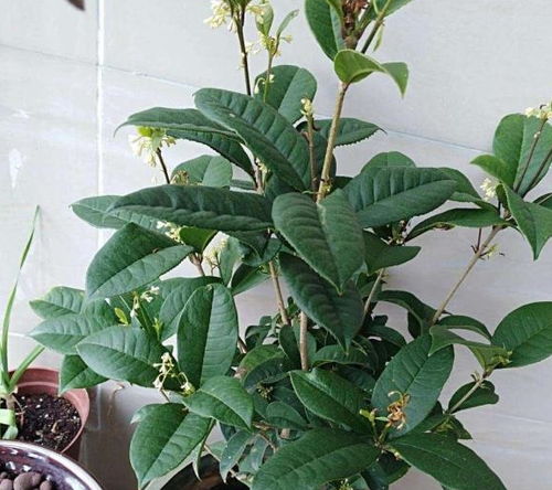 桂花盆栽的施肥原则