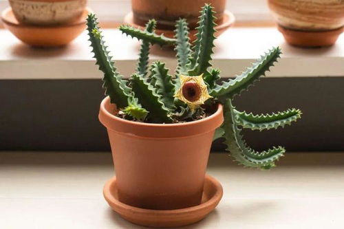 宝塔植物的简介