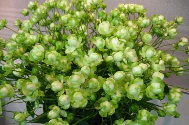闪电舞月季的花期揭秘