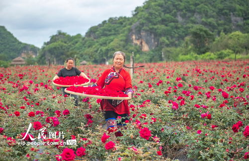 文山壮族苗族自治州丘北县普者黑玫瑰花种植基地