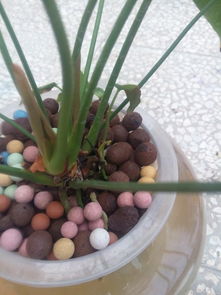 红掌叶子为何会发黄？揭秘烂叶背后的秘密