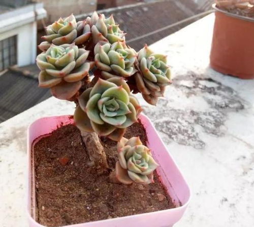 多肉植物换盆换土时需要注意哪些事项