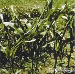 叶子卷曲：水分不足