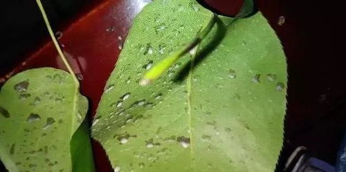 代森锰锌：那神秘的农药