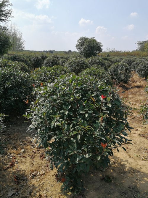 百草枯、 草甘膦，规范操作是关键