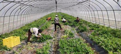 惠农补贴政策，助力农业发展