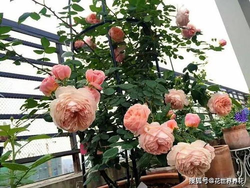 别样的风情：仙人掌的坚韧生命