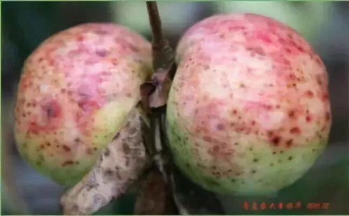 病害防范， 夏日里的贴心助手