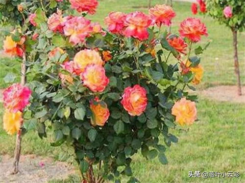 树状月季：大街小巷的美丽风景