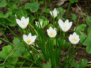 啊哈，市政道上种葱兰，是不是有点意思？