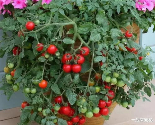 番茄花：盆栽里的观赏佳品