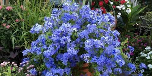 千日红在什么季节、温度和土壤条件下种植