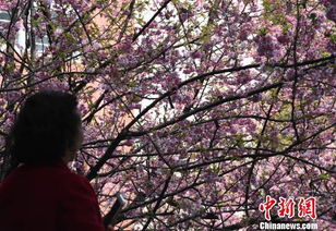 樱花盛开时如何赏花才不虚此行