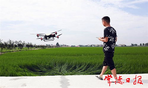 水稻农药喷洒的Zui佳时段揭秘