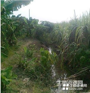 皂角树的种植技巧