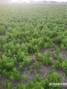 陕西商洛药农张师傅的秘诀：温度计插入土中5厘米深处