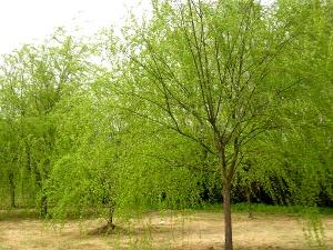 分生组织的秘密