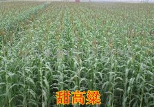 鹅喜食牧草，适合养鹅的草种有黑麦草、三叶草等