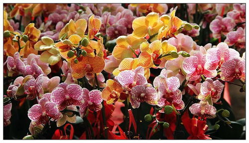 振兴花木市场：花团锦簇的绿意盎然