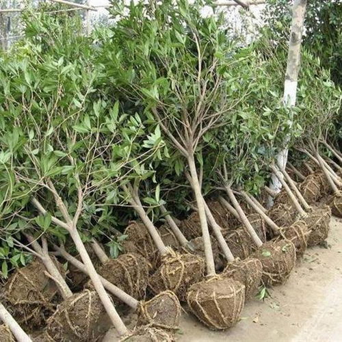 四、冬季防寒，月季也需呵护