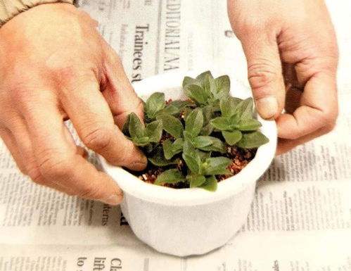 选插穗， 要选好枝条