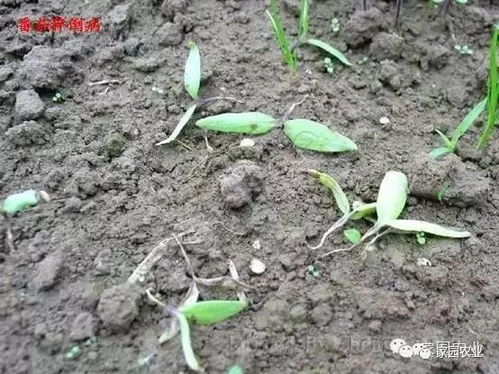 芝麻枯萎病的防治方法
