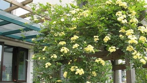 冬天木香会焉吗？红木香花冬天会落叶吗？揭秘两种植物冬季生长状态