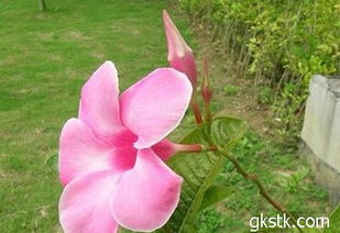 飘香藤开花时节揭秘