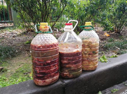家庭自制沤肥，简单易行