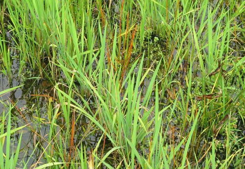 如何选择合适的除草剂