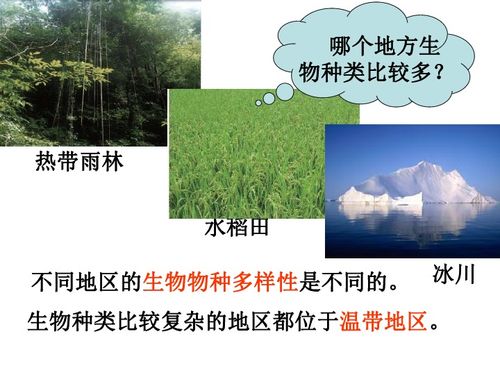 被子植物的多样性如何影响其生态系统的稳定性和生物多样性