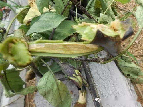 根部浇水， 随便来