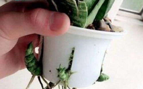 小虎皮兰缺水了吗？