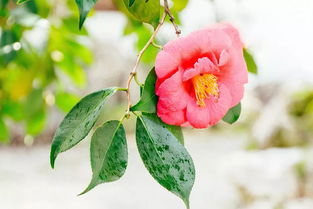 “山丹丹花开艳，春日花卉盛宴”