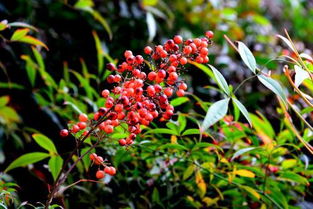 如何选购南天竹果子？