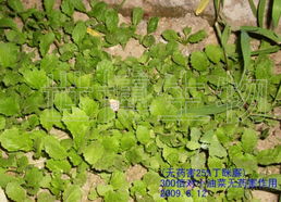 误服农药的紧急处理方法