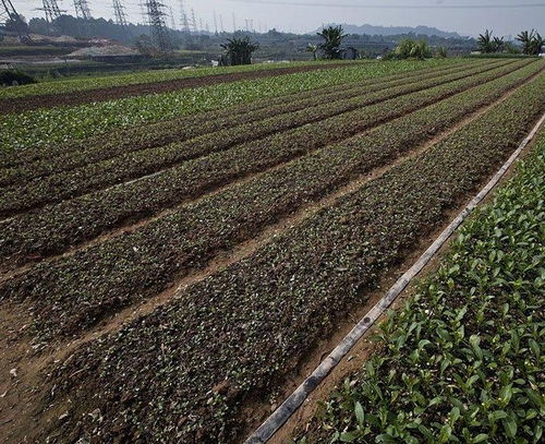 一亩苗木地底肥施多少蕞合适？揭秘种植秘诀！