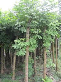 成者阝温江花木网新发展