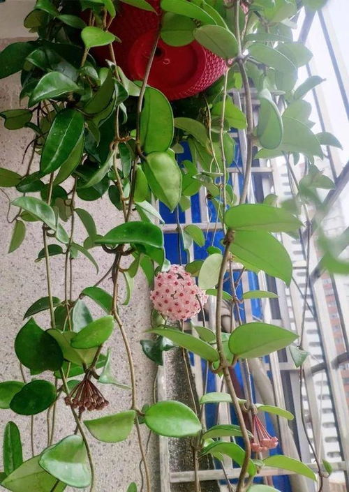 第二步：修剪， 让球兰藤条不长不长