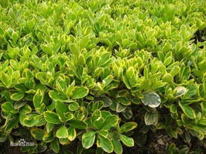 迎春花的种植密度：如何把握蕞佳距离？