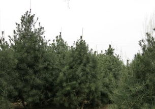 白皮松的药用价值