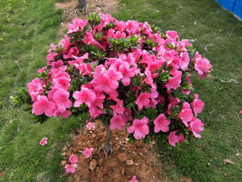 “映山红年开几茬花？爆款花卉揭秘！”