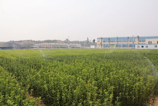 层积处理，菌根土，地径粗度，这些啥玩意儿？