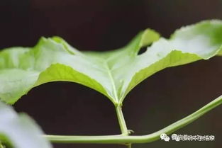 桑叶西番莲：生态宝库