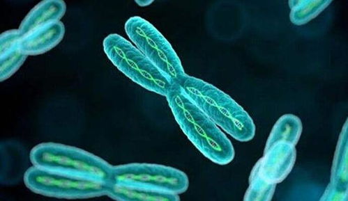 将花如何竖立？神奇魔法还是科学原理